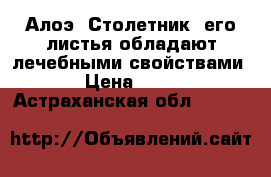 Алоэ (Столетник)-его листья обладают лечебными свойствами. › Цена ­ 300 - Астраханская обл.  »    